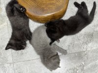 Yavru british shorthair