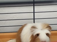 Uysal Dişi Yavru Ginepig