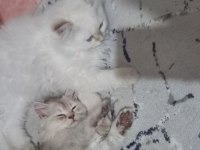 Şecereli babanın güzel british longhair kızı