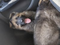 TR DE TEK DULKENBURN KÖPEĞİMİZ
