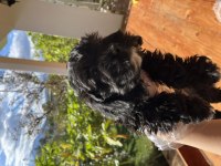 Maltipoo cinsi 2 aylık yavrular