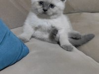 British shorthair kediler
