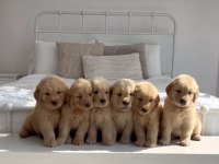 Golden Retriever Yavrular Gelip Görerek Alabilirsiniz