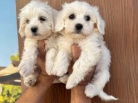Kar beyaz maltese minyatür