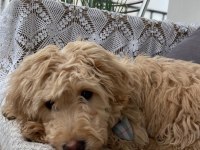 Yavru Maltipoo Köpeği