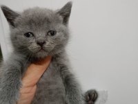 YENİ YUVASINA GİTMEYE HAZIR  BRİTİSH PONÇİK