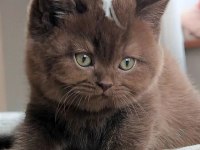 Bitter Çikolata British Shorthair 