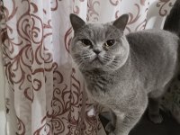 1 Yaşında Erkek British Shorthair
