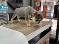 French bulldog