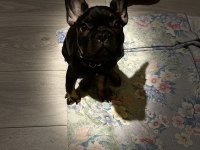 Black Tan 5 Aylık Fransız Bulldog