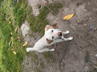 KÖPEĞİMİZİ ÜCRETSİZ SAHİPLENDİRMEK İSTİYORUZ