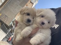 0 NUMARA TÜY DÖKMEYEN MALTESE