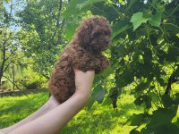 Mini Toy Poodle Red Brown