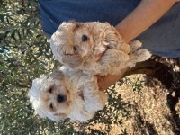 Orjinal sağlıklı maltipoo