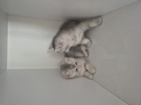 2 aylık british shorthair