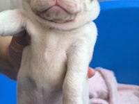 Pug mops bebekler