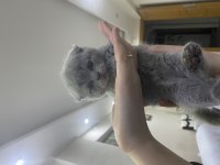 British scottish shorthair erkek kediler