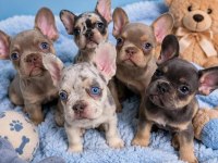 Kaliteli Bebek French Bulldog Bebekler