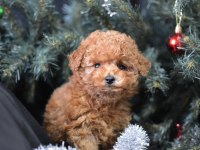 MİNİK TOY POODLE KOCAMAN MUTLULUK