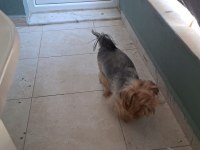 1.5 yaşında yorkshire terrier bakımlı dişi