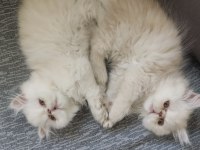 Minik İran Kedisi Yavrular Yeni Yuvalarını Bekliyor