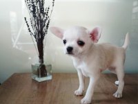 Uygun Puan Harika Anatomi 2 Aylık Chihuahua
