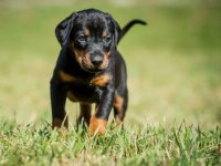 DOBERMAN YAVRU