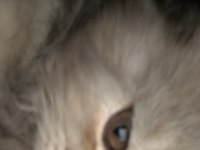 British Longhair