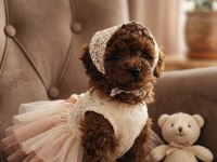 A Kalite Mini Boy Poodle Bebekler