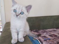 2.5 Aylık British Shorthair Lynx Point