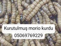 Un kurdu canlı kurutulmuş morio kurdu