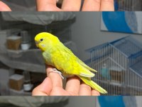 Ele Alıştırmalık Bebek Muhabbet Kuşları