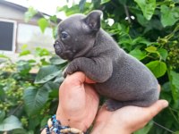 French Bulldog Yavrularımız Bursa Türkiye Tüm İller