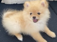 2 aylık erkek Pomeranian Pablo