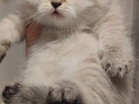 British longhair kedisi