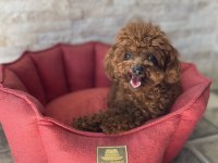Kore Poodle Erkek