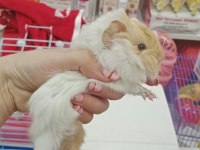 yavru ve yetişkin guinea pig