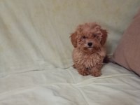 Toy ve mini boy poodle yavrularımız renk renk