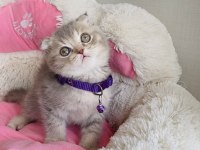 A kalite lılac Tabby scotısh fold bebeğim 