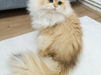 Erkek British Longhair 14 Aylık