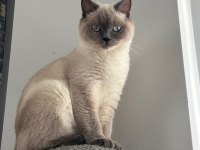 Blue Point British Shorthair