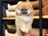 Mersin Pomeranian Boo