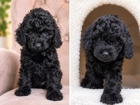 2 Aylık Erkek Toy Poodle Yavrular