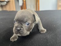 MAVİ MAVİ MASMAVİ FRANSIZ BULLDOG MAVİŞLER