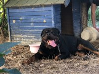 Rottweiler ırkının en iyisi