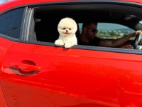 Ruhsatlı Çiftlikten Gerçek Pomeranian