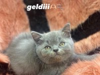 Scottish Fold ve British yavrularımız