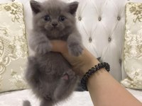 SAFKAN LİLAC AÇIK GRİ DİŞİ SCOTTİSH AİLESİNİ ARIYOR