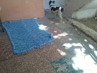 İzmir French Bulldog Köpeği