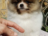 Mini Teddy Face Pomeranian Dişi Yavrularımız